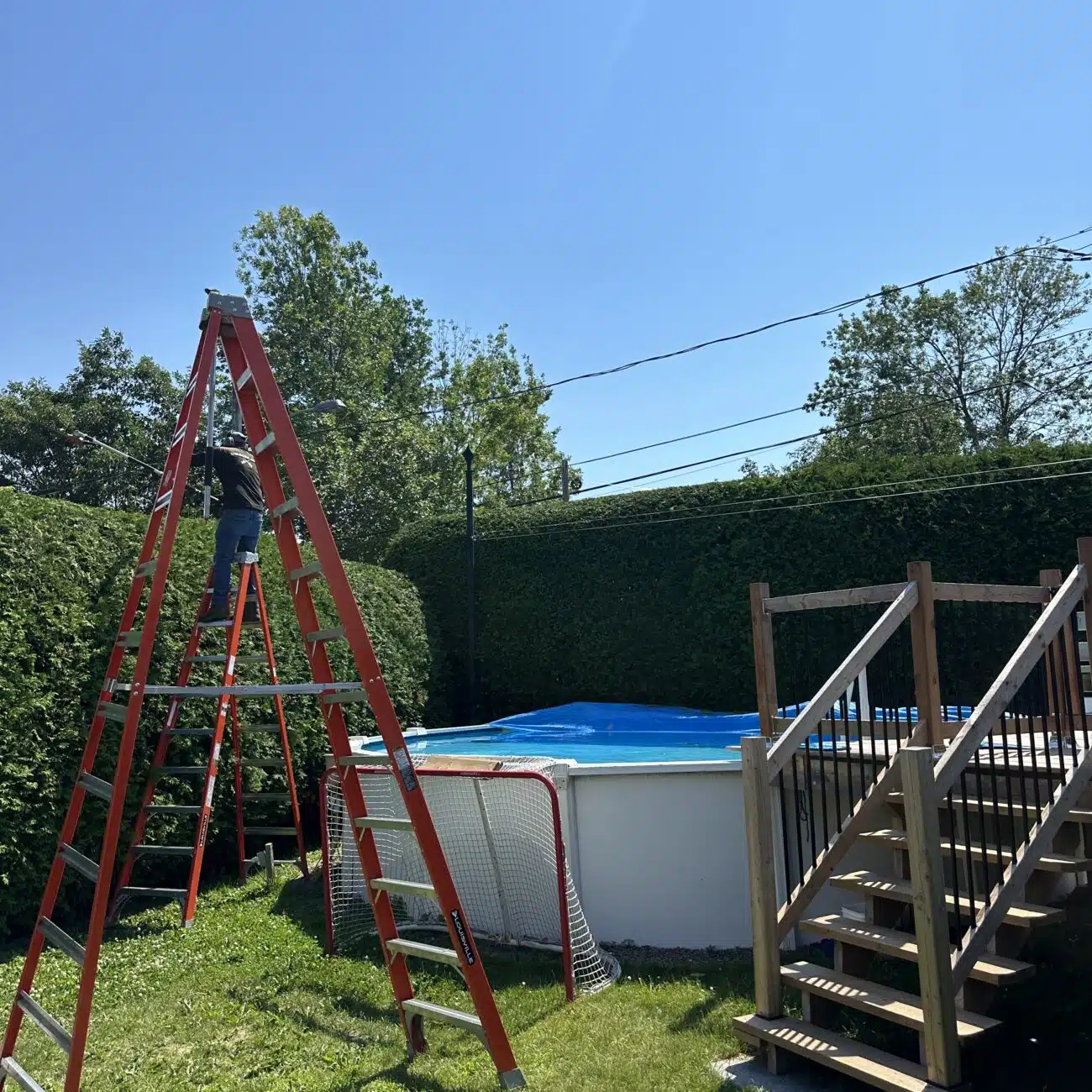 expert haies de cèdre