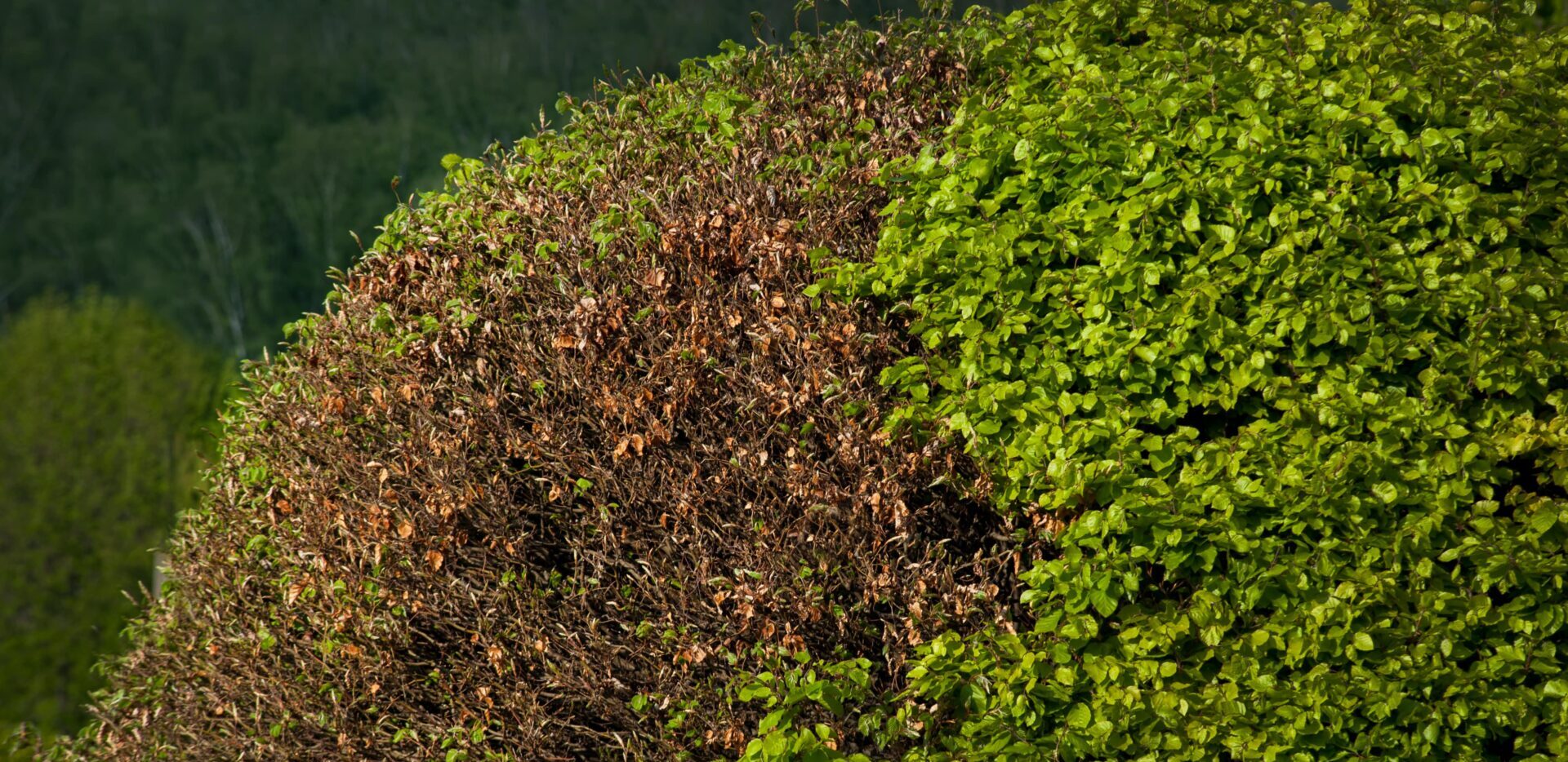 maladies des haies de cèdre