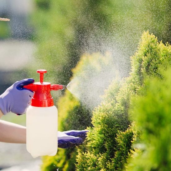 beautiful-gardener-woman-in-straw-hat-sprinkles-pl-2024-09-18-08-40-30-utc-min beautiful-gardener-woman-in-straw-hat-sprinkles-pl-2024-09-18-08-40-30-utc-min