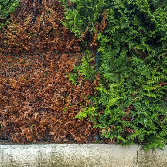 closeup-of-dead-conifer-garden-hedge-captured-duri-2025-02-02-11-40-19-utc-min haies de cèdre malade