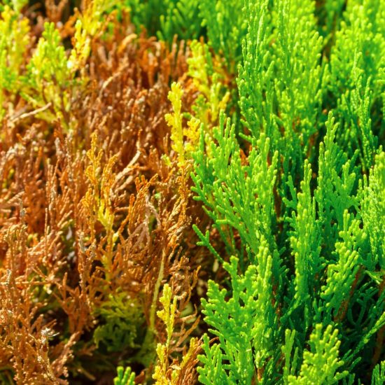 dried-thuja-and-good-thuja-branch-top-view-2025-03-10-09-33-52-utc-min traitement maladies haies de cèdre quebec
